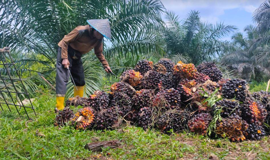 Harga Sawit di Jambi 12-18 Januari 2024, Trend Positif Harga TBS Berlanjut, Kini Rp 2.446 per Kg