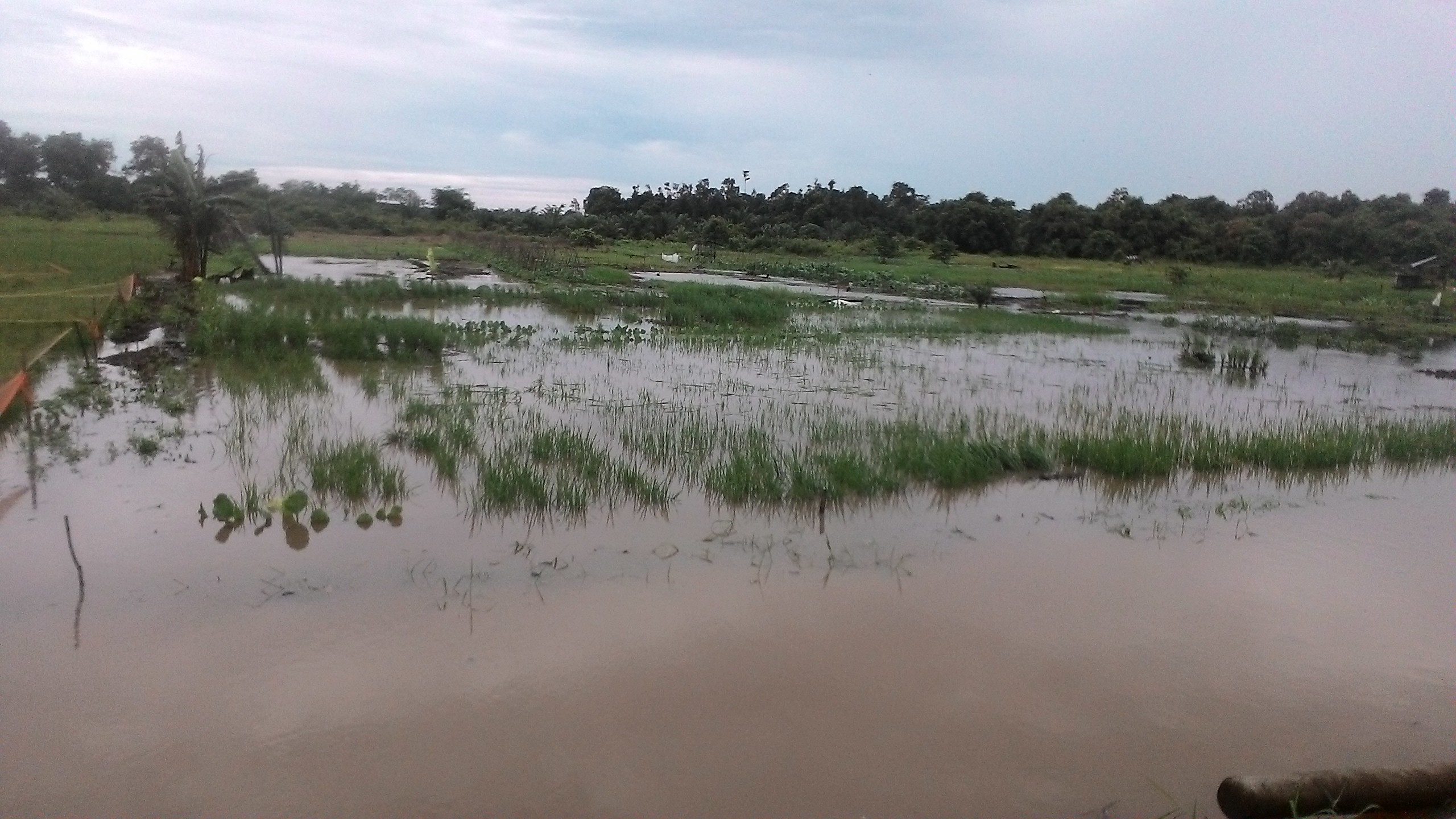 Asuransi Pertanian Gunakan Skema Subsidi Pemerintah