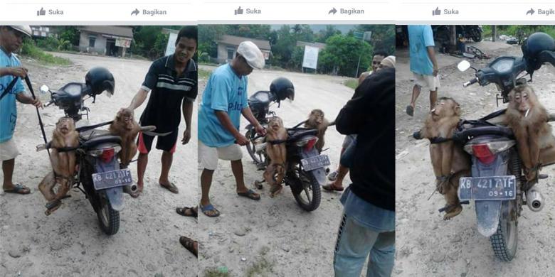 Terlalu, Setelah Dibunuh, Beruk Ini Diberi Rokok, lalu Difoto dan Diunggah ke Facebook