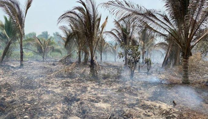Anggaran Karhutla di BPBD Provinsi Jambi Berkurang hingga 50 Persen Tahun ini