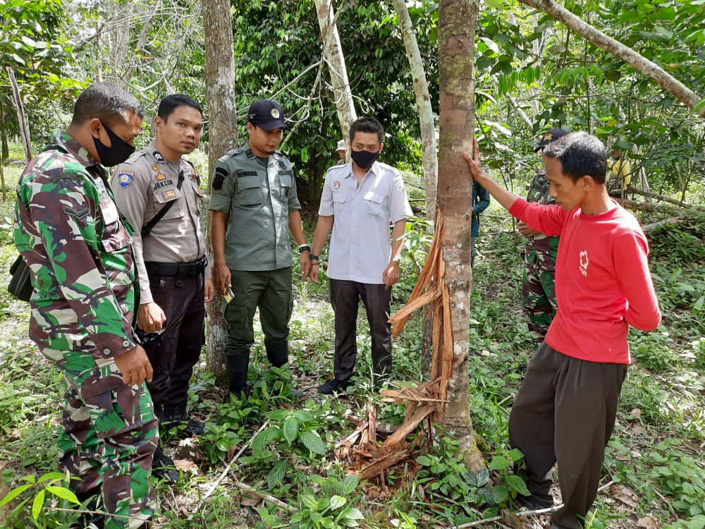 Beruang Berkeliaran di Kebun, Petani di Singkut Sarolangun Diminta Tak Pergi ke Kebun