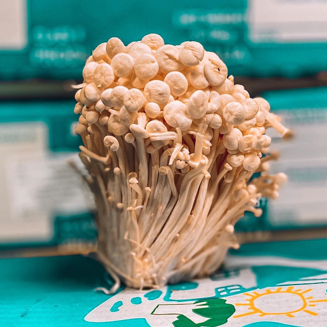 Sumber Nutrisi, Ternyata Jamur Enoki Sebabkan Wabah Listeria, Kementan Musnahkan Enoki Dalam Negeri