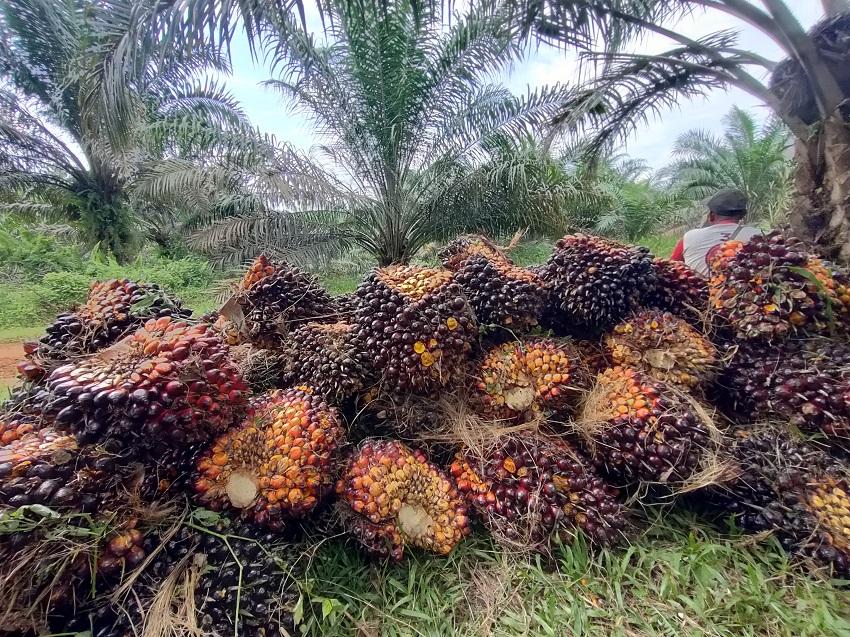 29122025-kelapa-sawit.jpg