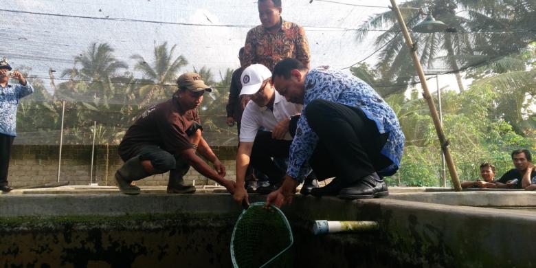 Dari Kolam Lele di Pekarangan Agus Raup Uang Puluhan Juta
