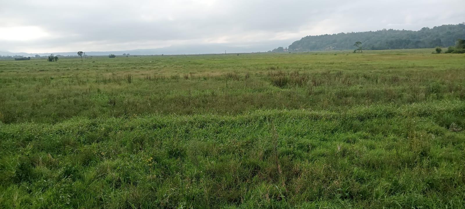 4-Desa-di-Kerinci-Jambi-Terancam-Gagal-Panen.jpg