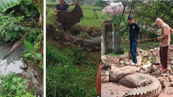 6 Fakta Buaya Lepas di Cianjur, BKSDA Sebut Tak Ada Buaya yang Berkeliaran Lagi