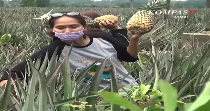 Yuk Wisata ke Desa Tangkit Baru, Destinasi Pecinta Nanas di Jambi