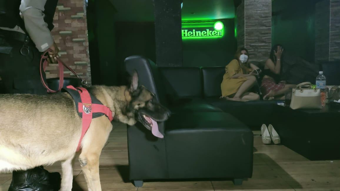 Ditsamapta Polda Jambi Kerahkan Anjing Pelacak Narkotika untuk Sisir Hiburan Malam, Ini Hasilnya
