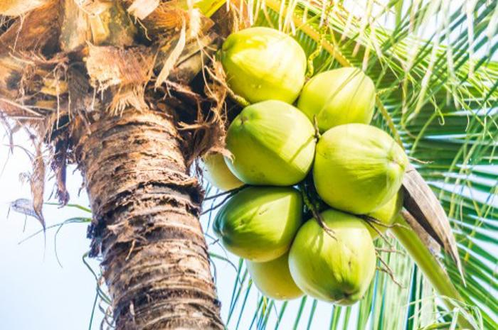 Harga Kelapa Tembus Rp 12.500 di Kerinci, Usaha Dodol Ketang Terancam Gulung Tikar