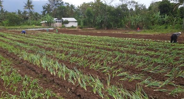Bawang-merah-menjadi-salah-satu-potensi-yang-dimiliki-Desa-Cikaso.jpg