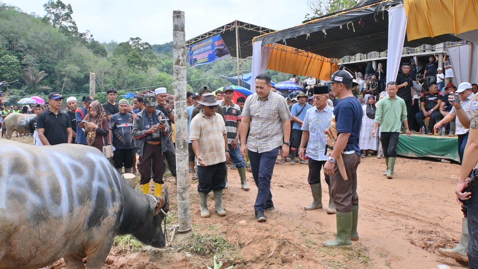 Mengenal Tradisi Mantai Kerbau di Merangin dalam Menyambut Ramadan