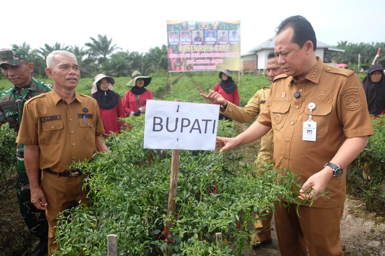 Bupati-Muaro-Jambi-Turun-Langsung-ke-Kebun.jpg