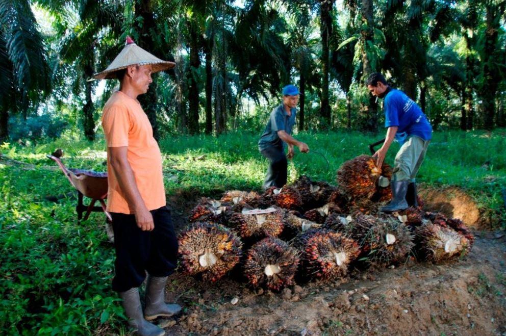 Harga-Sawit-Sempat-Tertekan-PTPN-IV-PalmCo-Jaga-Serapan-TBS-Petani-Sesuai-Aturan.jpg