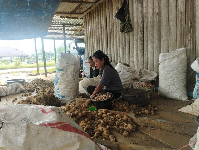 Harga-pinang-kering-atau-pinang-klotok-di-Kabupaten-Tanjab-Timur-mulai-mengalami-kenaikan-harga.jpg