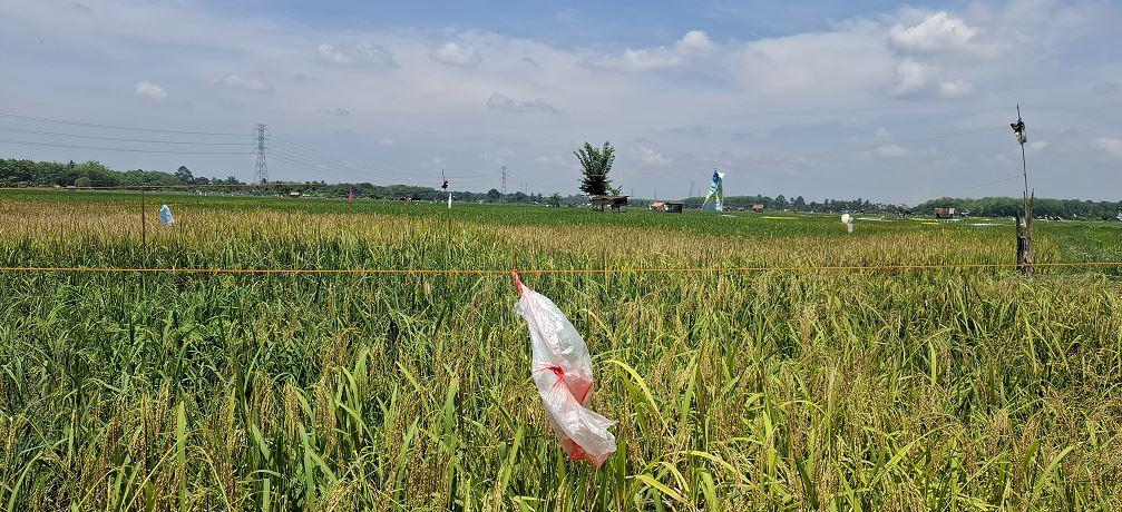 Hasil-Panen-Sawah-Muaro-Jambi-Membanggakan.jpg