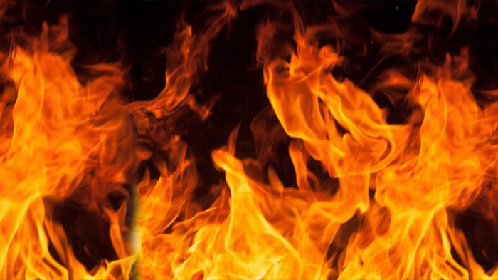 Pilu 6 Kucing Terbakar dalam Insiden Kebakaran di Surabaya