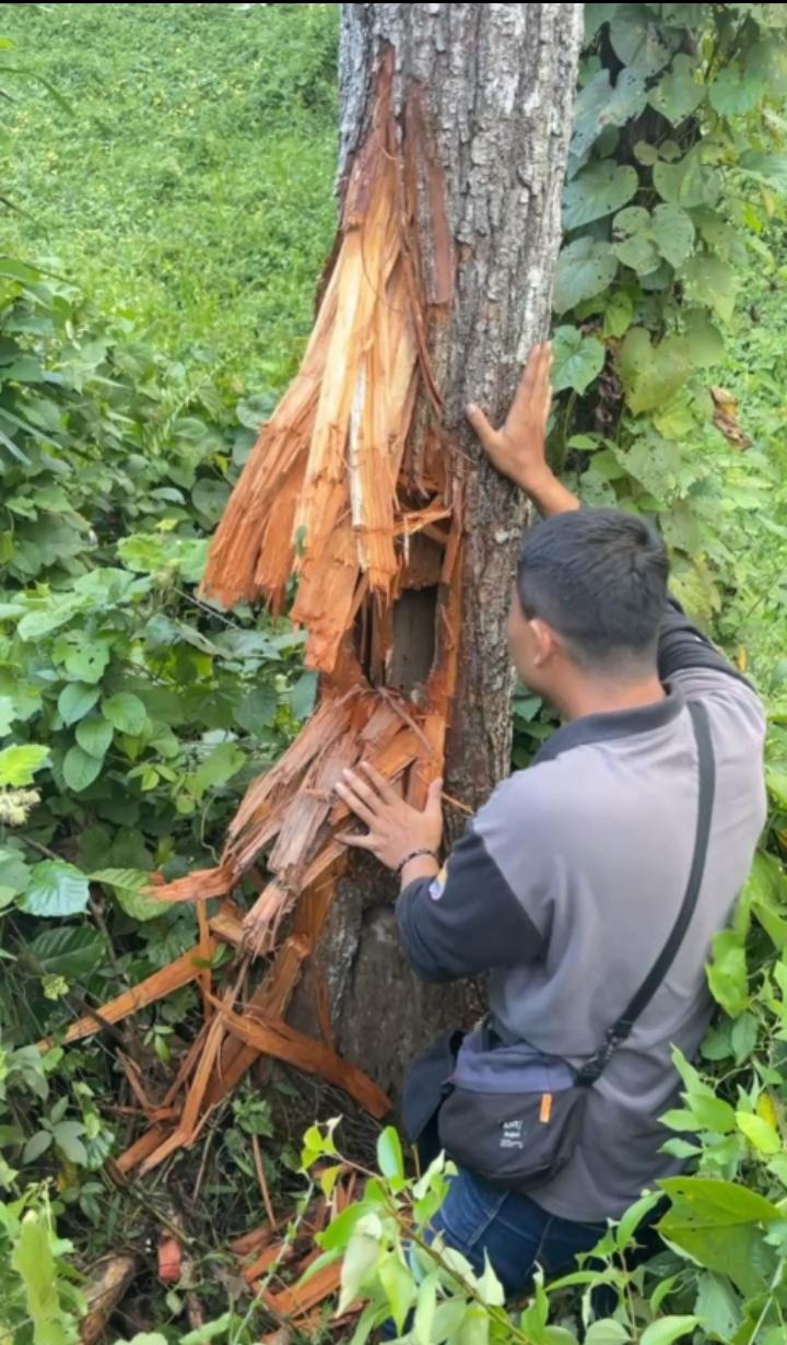 Jejak-Beruang-Kerinci.jpg