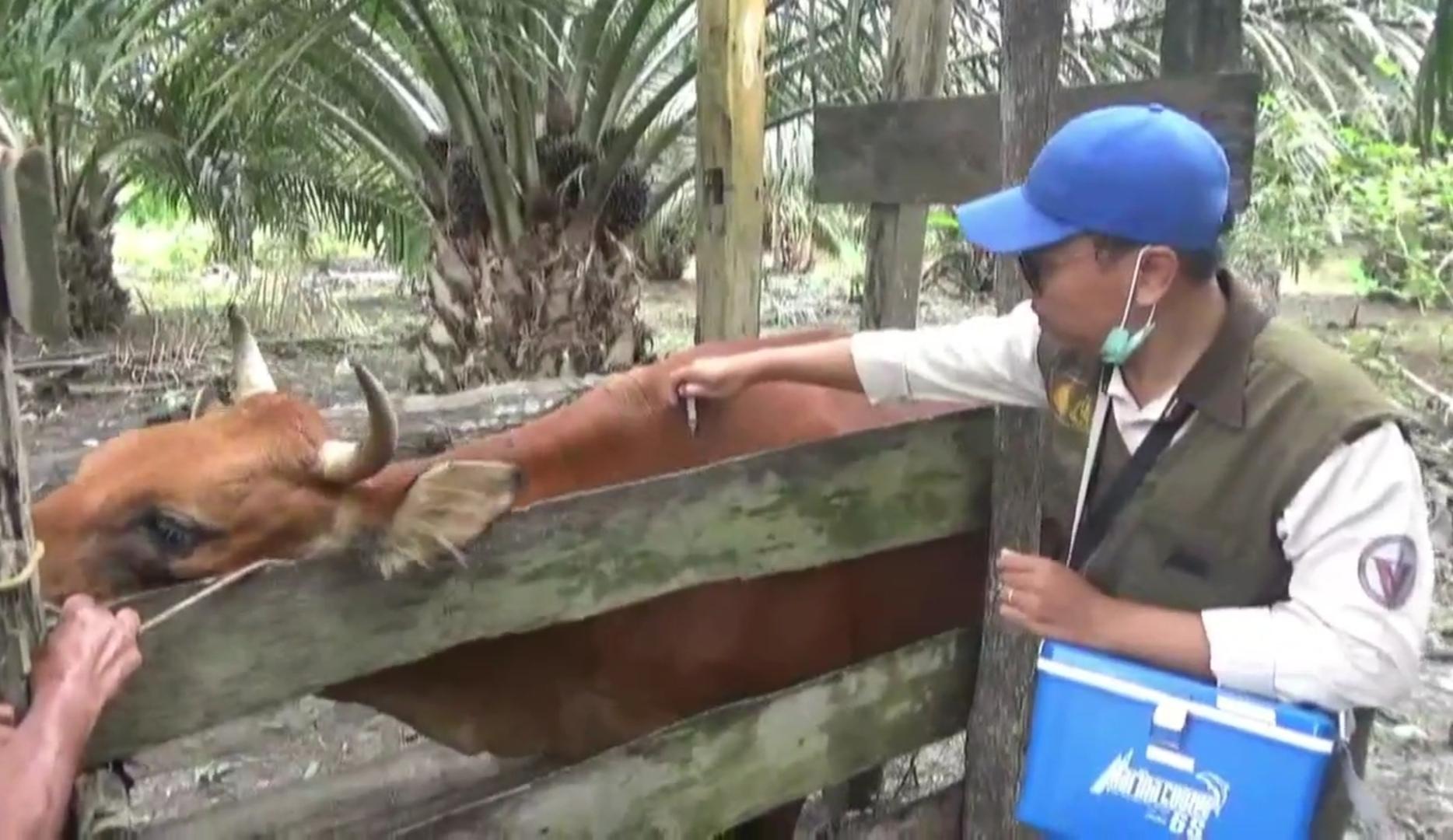 Jelang Hari Raya Kurban Pemkab Batanghari Gencarkan Pengawasan Hewan Ternak