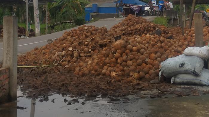 Update Harga Kopra di Dusun Simpang Raya Tanjab Barat Naik Rp 200