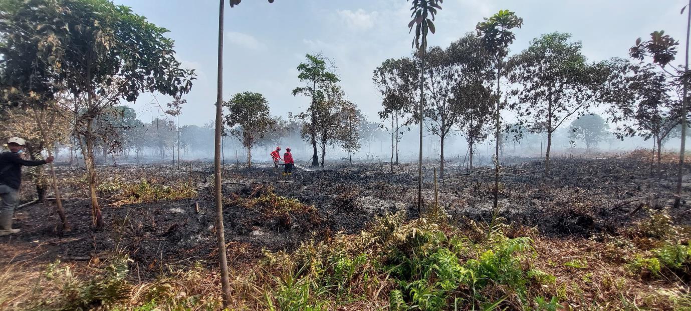 62 Desa dan Kelurahan di Batang Hari Jambi Masuk Zona Rawan Karhutla