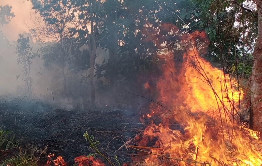 Disbun Jambi akan Workshop Hujan Buatan untuk Antisipasi Karhutla