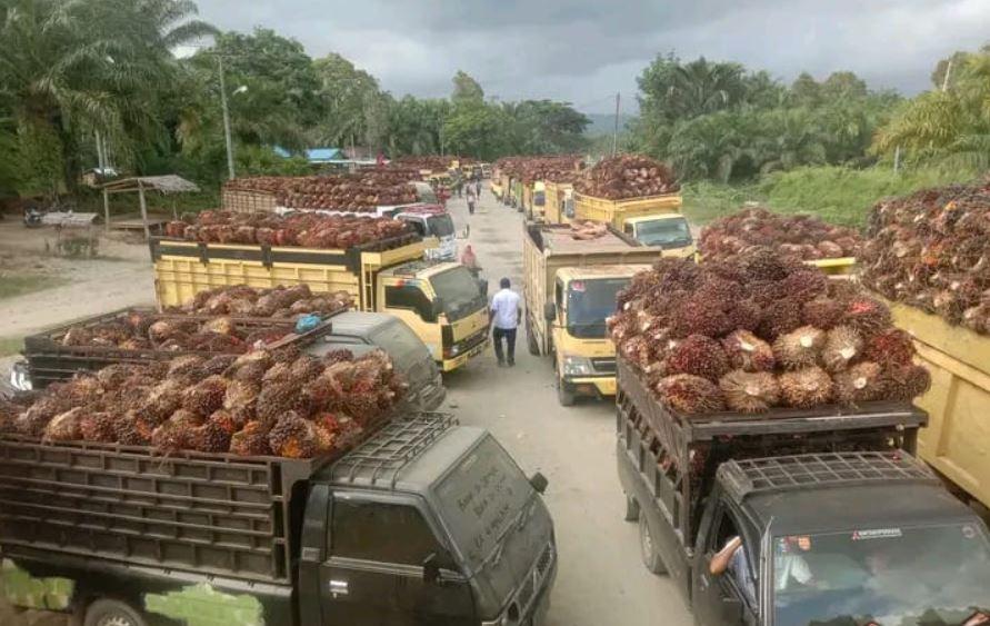 Naik Lagi, Harga Sawit di Jambi periode 10-16 Juli 2026 Jadi Rp3.856 per Kg di Pabrik - Tribunjambi.com