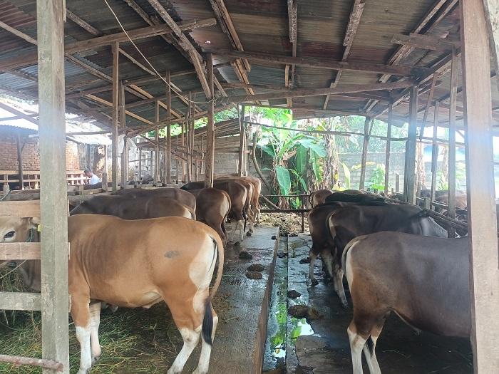 Pemkot-Jambi-Pastikan-Stok-Hewan-Kurban-Aman-Jelang-Idul-Adha.jpg