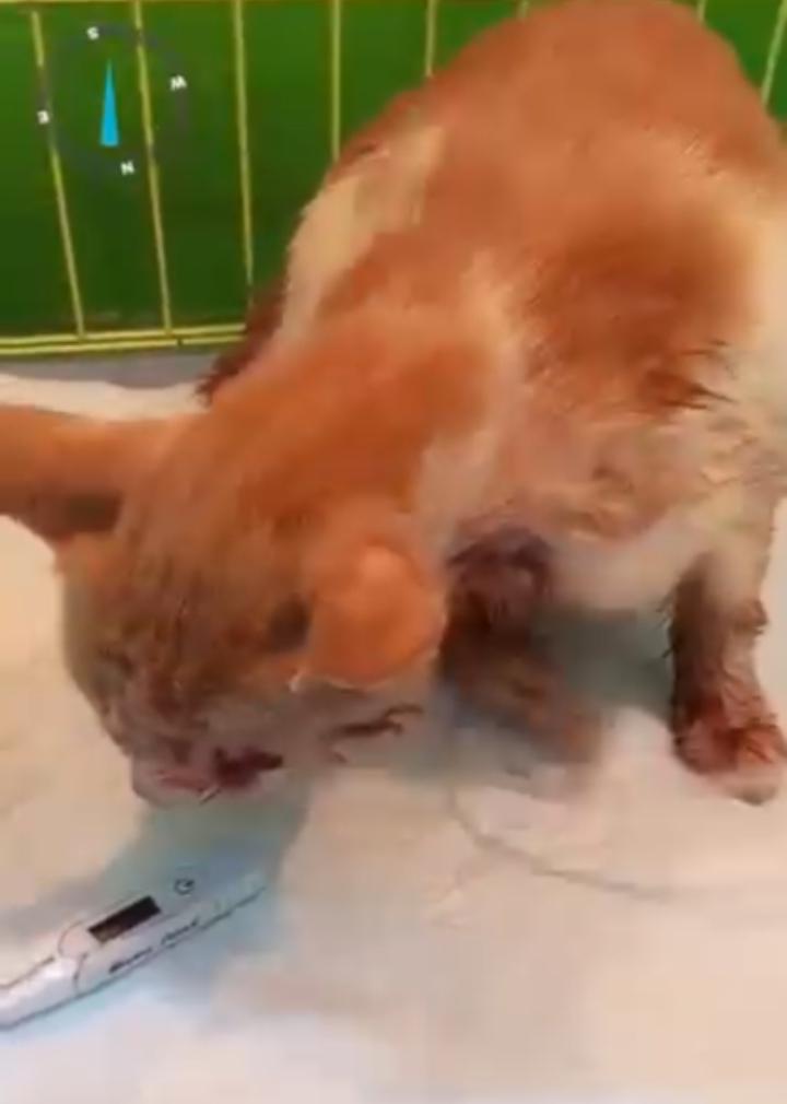 Penembakan-kucing.jpg