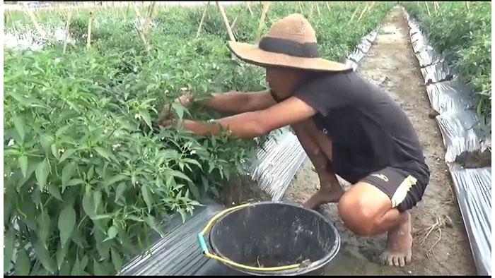 Petani-Cabai-Muaro-Jambi.jpg