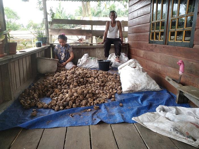 Petani-Pinang-di-Tanjabtim-Keluhkan-Harga-Jual-Belum-Normal.jpg