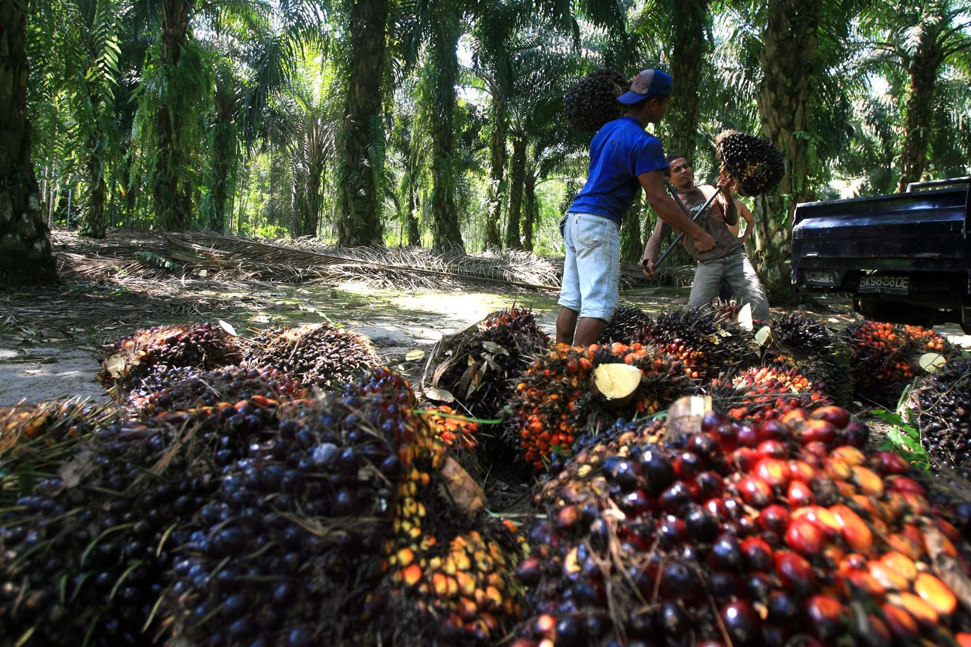 Petani-sawit-sedang-mengangkut-TBS-kelapa-sawit.jpg