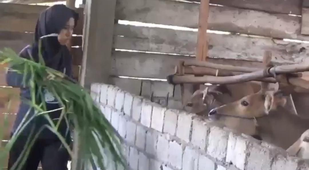Peternak-Sapi-di-Kerinci-Manfaatkan-Ramuan-Tradisional-untuk-Cegah-PMK.jpg