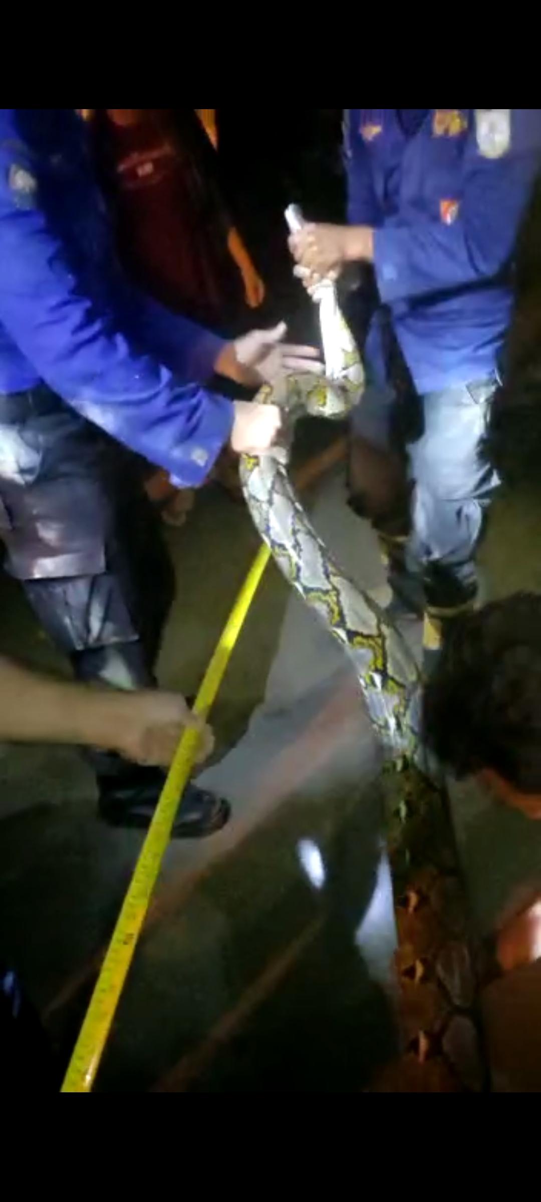 Petugas Damkar Kota Jambi Evakuasi Ular Piton Panjang 3 Meter Masuk ke Rumah Warga Melalui Selokan