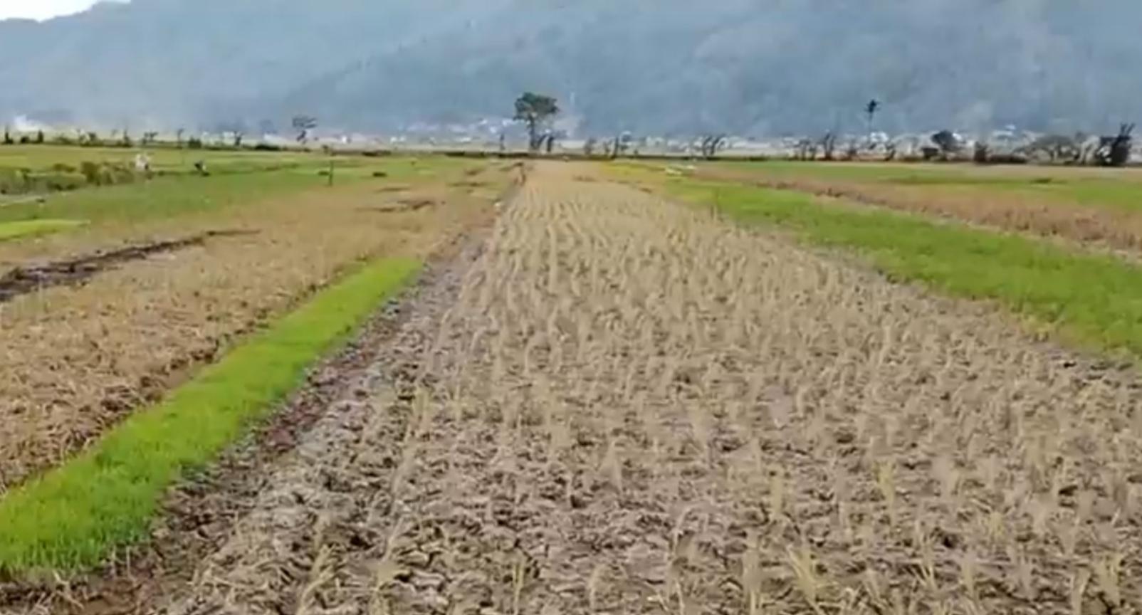 Puluhan-hektare-sawah-di-wilayah-Kota-Sungai-Penuh-terancam-gagal-panen.jpg