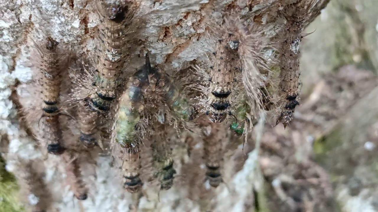 5 Berita Populer Jambi dan Sekitarnya, Ribuan Ulat Bulu Serang TK s/d Kisruh Tambang Kotoboyo