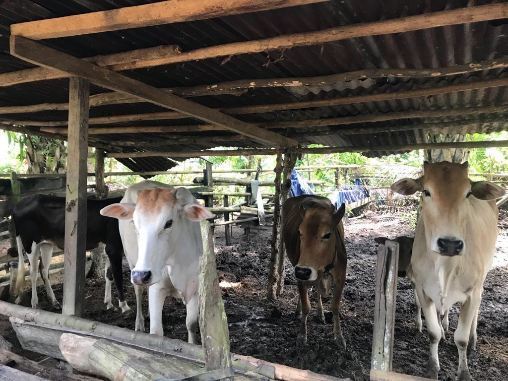 150 Sapi di Tanjabtim Sudah Divaksin PMK, Disbunak Dapat Bantuan 650 Dosis