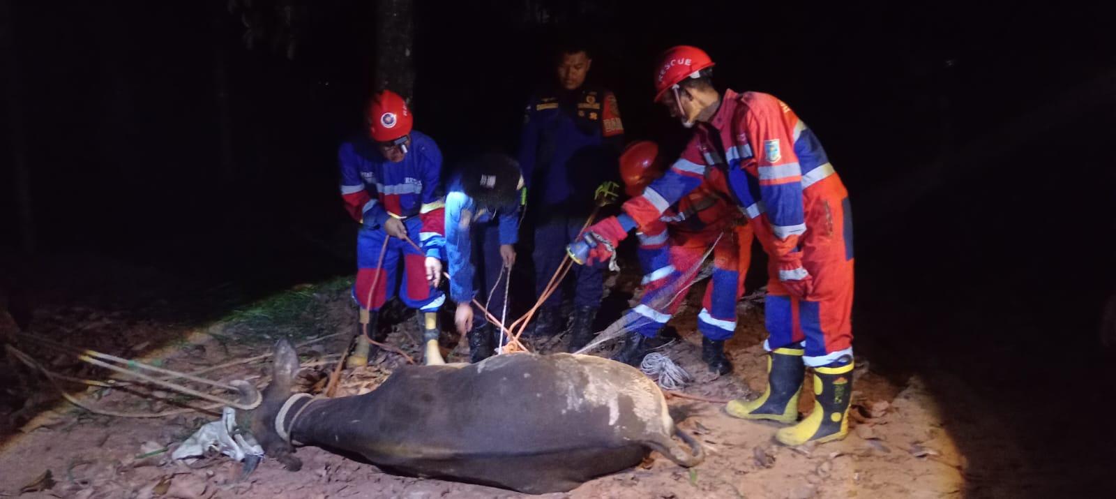 Sapi-kurban-lepas-di-Kota-Jambi-Kali-ini-seekor-sapi.jpg