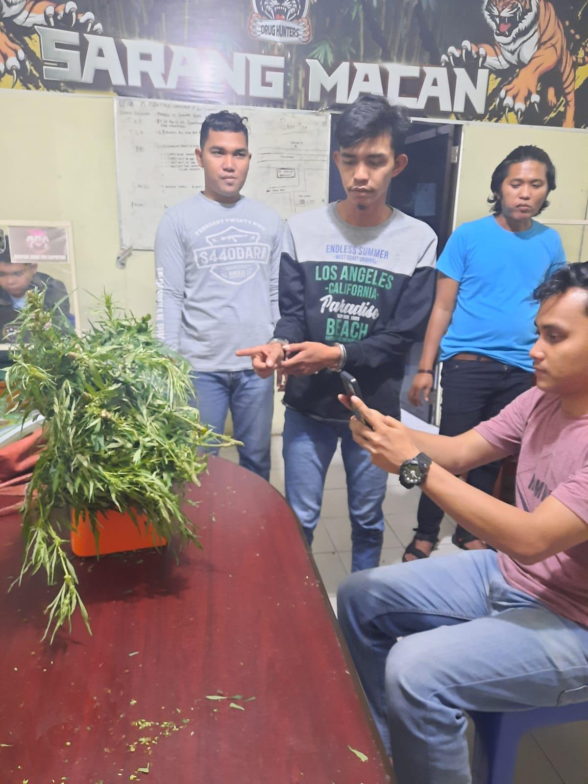Satresnarkoba-Polres-Merangin-melakukan-penangkapan-terhadap-petani-Ganja.jpg