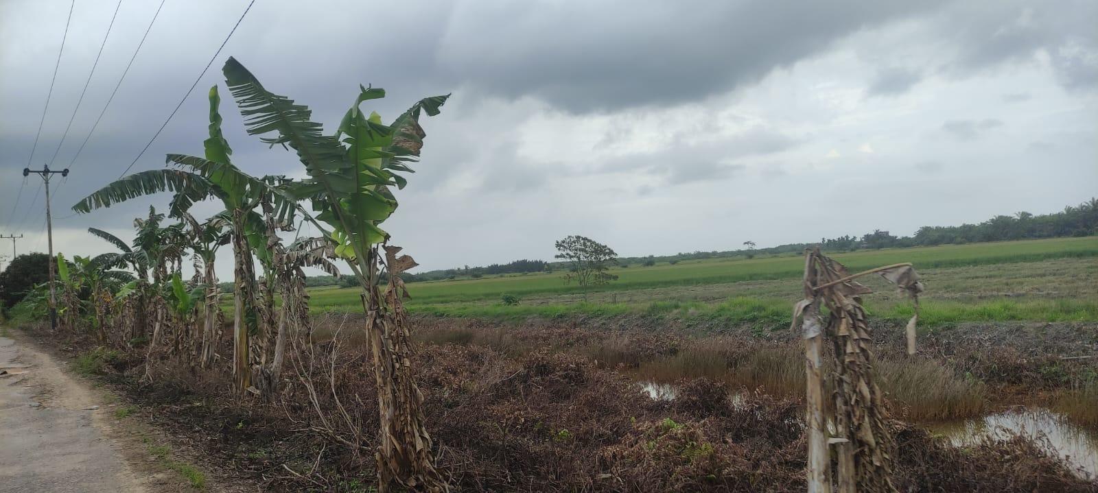 Tanggul dan Pintu Air di Simpang Datuk Rusak, Hasil Panen di Tanjabtim Merosot