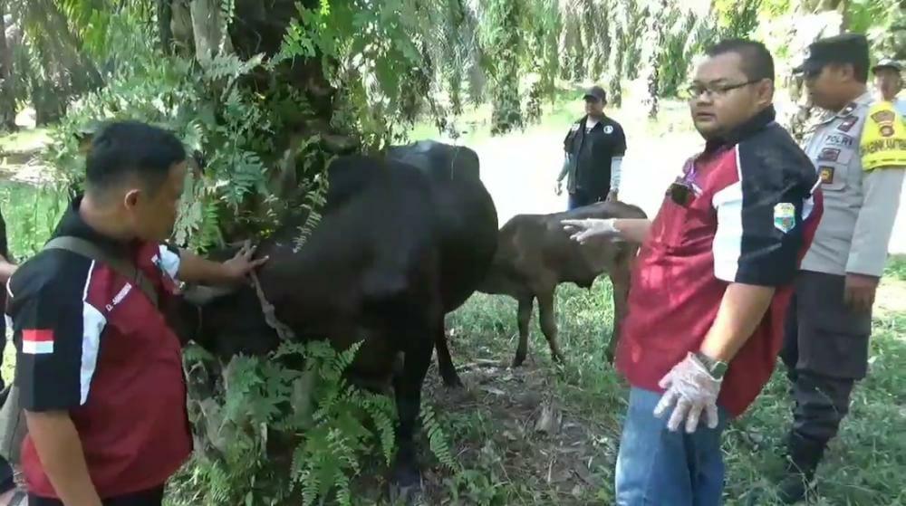 Di Jambi Ada 10 Kasus Sapi Terinfeksi PMK, Ini Ciri-ciri Hewan Ternak Kena Penyakit Mulut dan Kuku