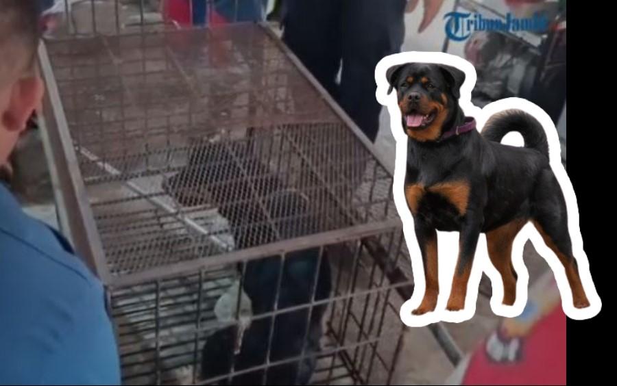Seekor-anjing-ras-Rottweiler-warna-hitam-masuk.jpg