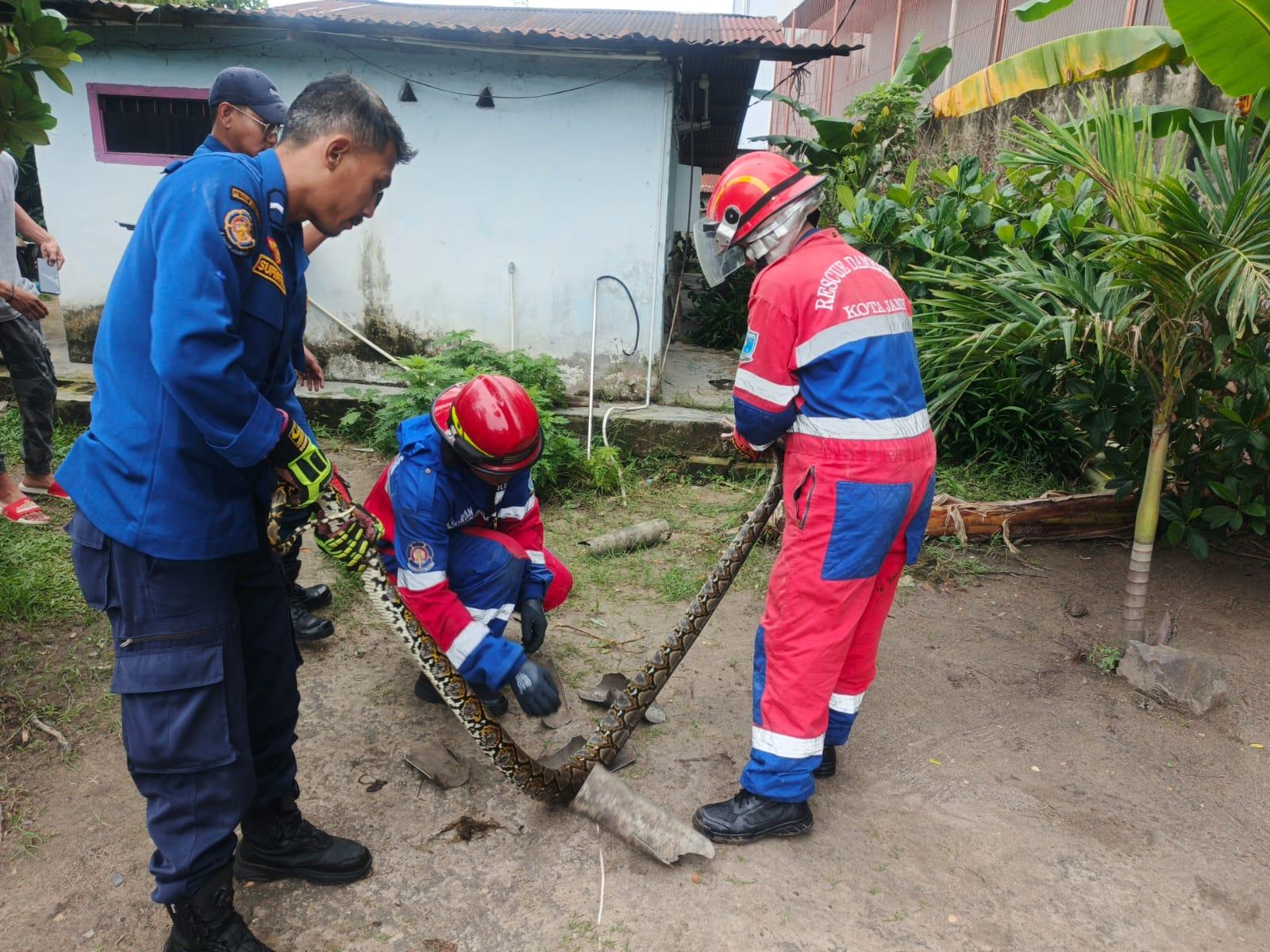 Seekor-ular-sanca-2-meter-membuat-warga.jpg