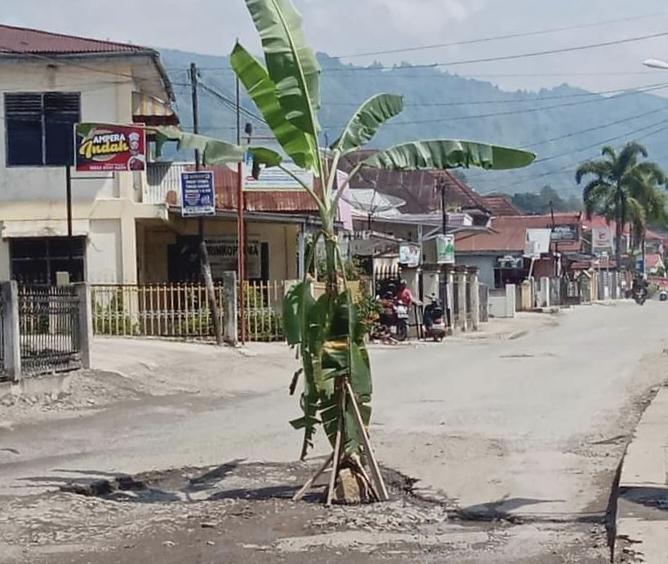 Tak Kunjung Diperbaiki, Warga Kota Sungaipenuh Tanam Pisang Ditengah Jalan