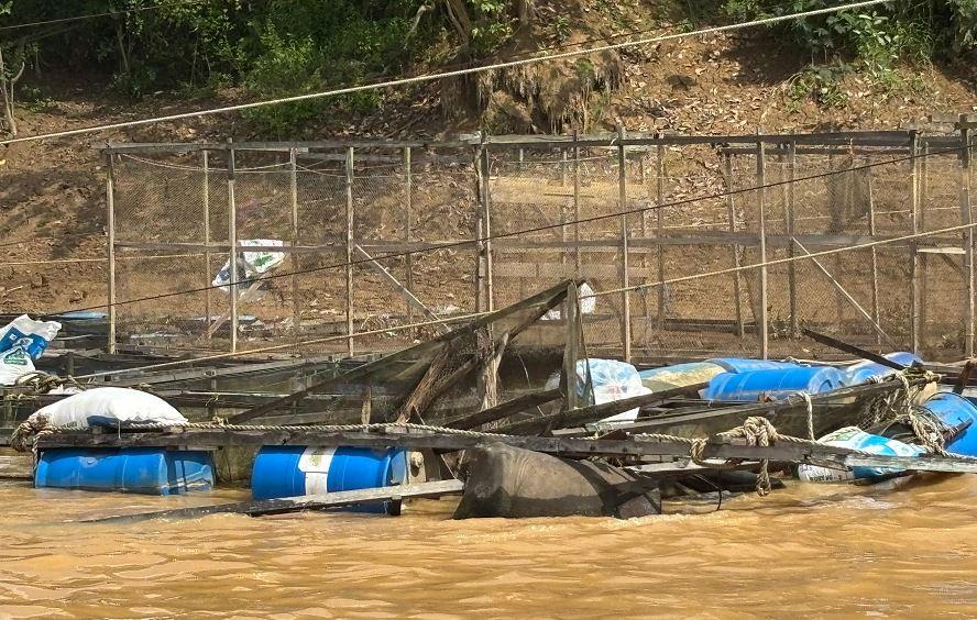Hancur 18 Keramba Ikan Warga Pematang Jering Jambi Ditabrak Tongkang Batu Bara