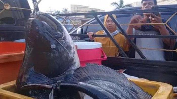 Top-7-Jambi-24112025-Ikan-Raksasa-di-Sungai-Terpanjang-di-Sumatera-Hilang.jpg