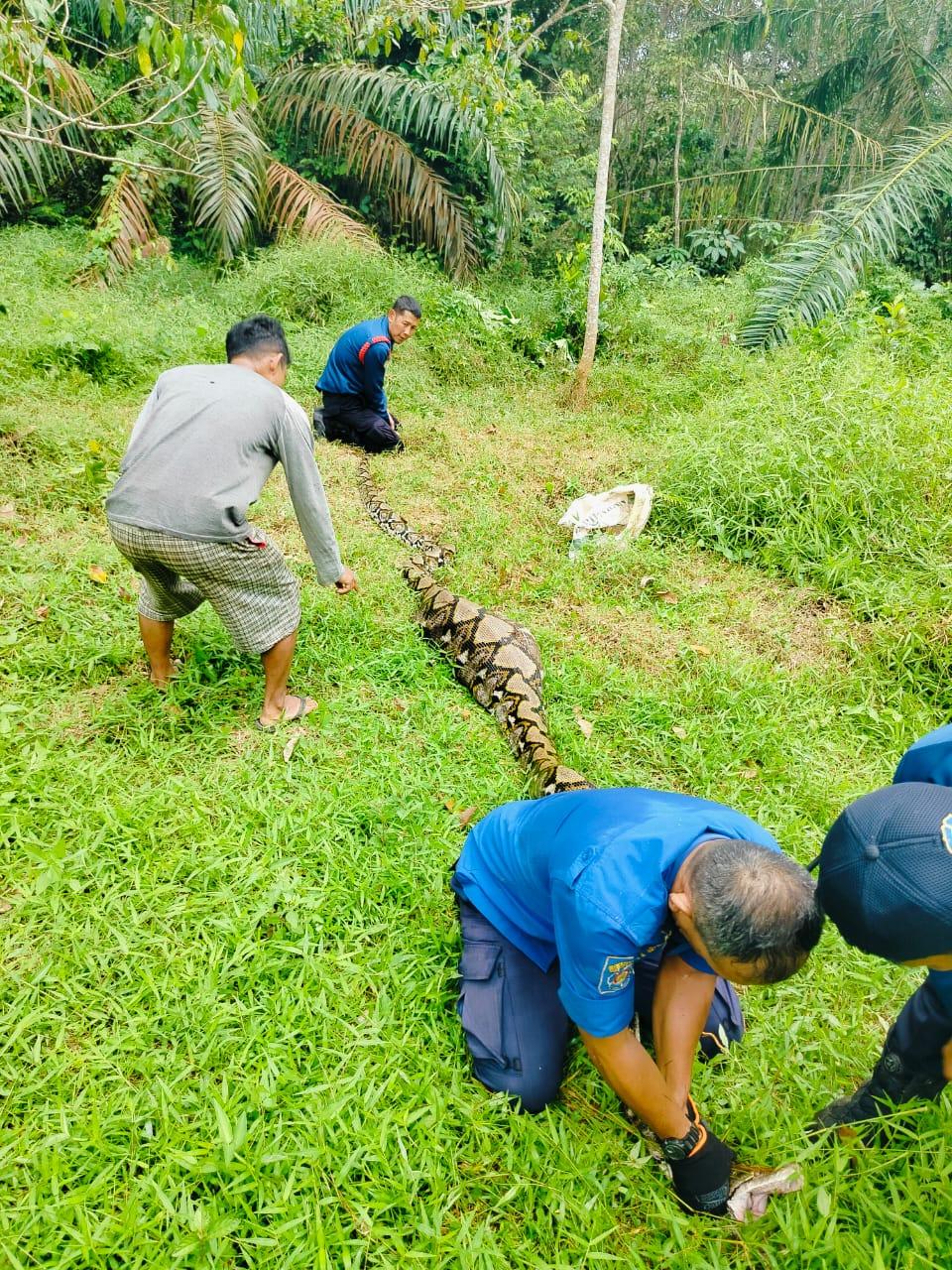 Geger! Ular Piton Raksasa Telan Kambing Warga Pondok Meja Muaro Jambi