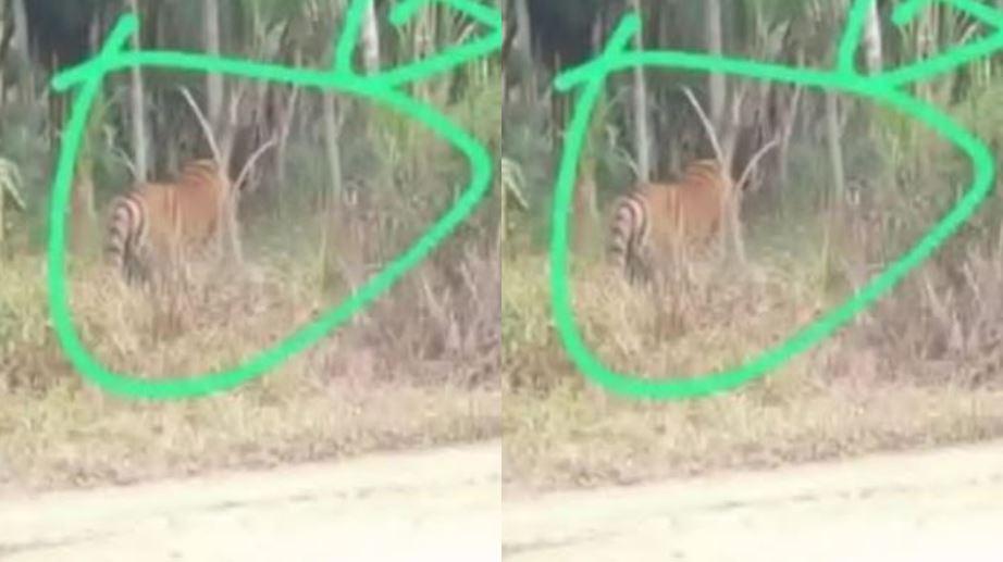 Viral-Kemunculan-Harimau-di-Tanjabbar-Jambi-Kades-Sunagi-Kayu-Aro-Benarkan-Ada-Warga-yang-Melihat.jpg