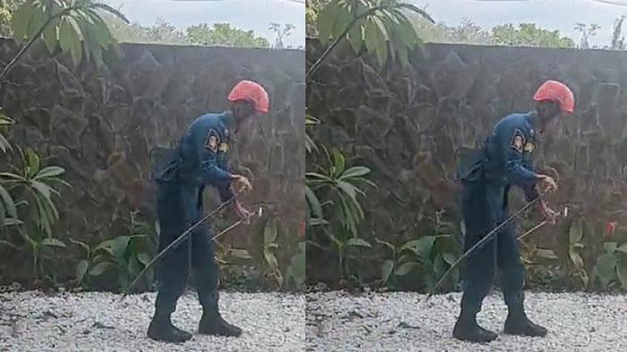Viral Petugas Damkar Tangkap Ular dengan Santai, Bikin Ular Langsung Vertigo