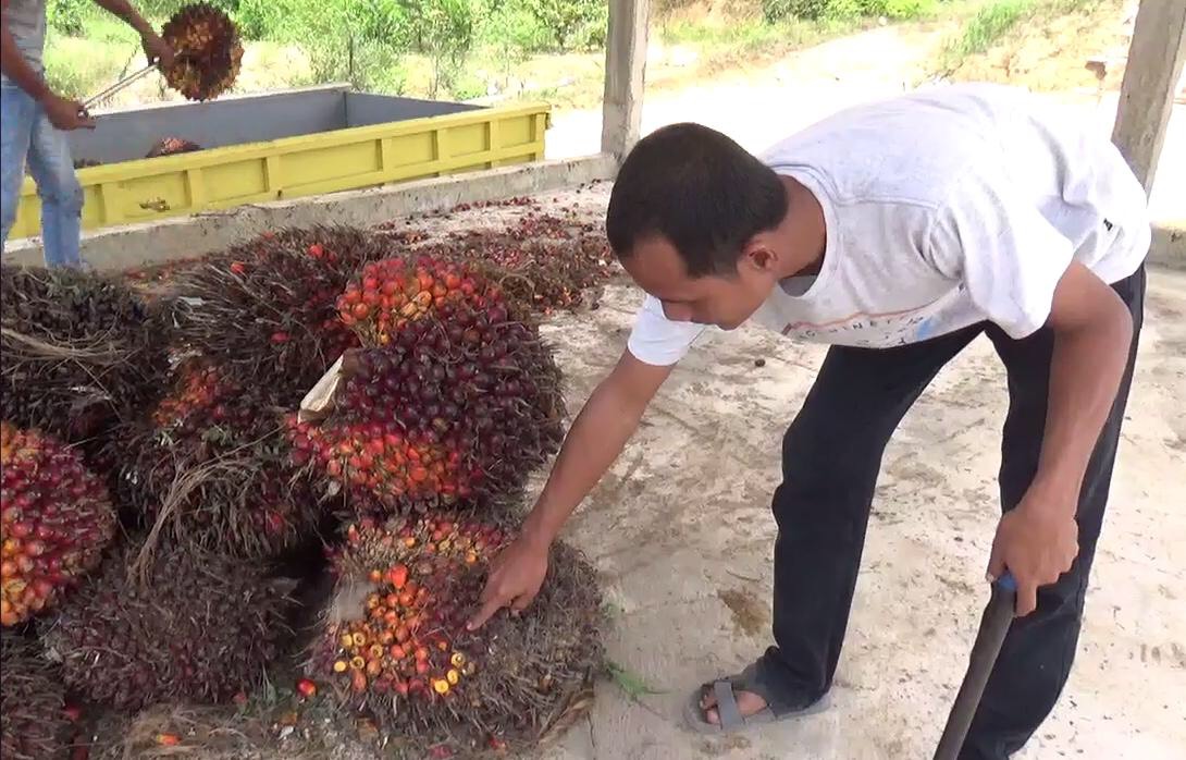 Harga TBS di Jambi Bertahan di Atas Rp 2 Ribu, Permintaan Tinggi jadi Penyebabnya