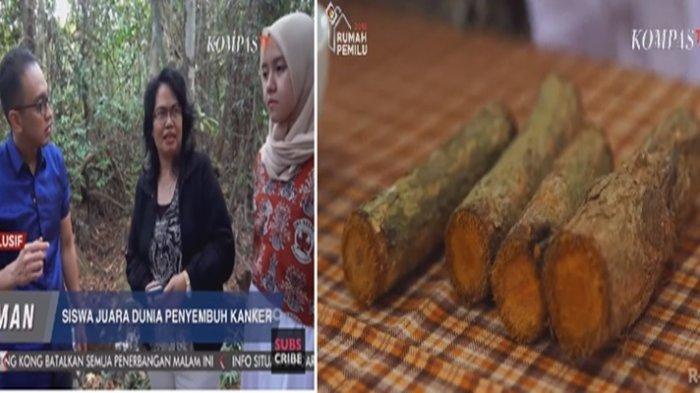 Ini Penampakan Tanaman Bajakah, Obat Kanker dari Hutan Kalimantan, Punya Antioksidan 1000 x Lipat